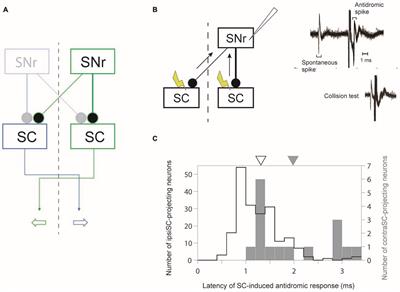 To Wait or Not to Wait—Separate Mechanisms in the Oculomotor Circuit of Basal Ganglia